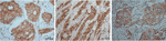 www.frontiersin.org