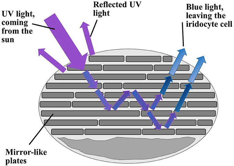 شكل 2 - تحتوي الخلايا القزحية على ألواح تشبه المرآة تعكس إما ضوء الأشعة فوق البنفسجية أو تجعل الضوء يرتد ذهابًا وإيابًا بين الألواح.