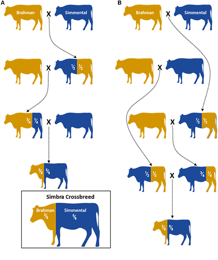 Frontiers | Breed Ancestry, Divergence, Admixture, and Selection Patterns  of the Simbra Crossbreed