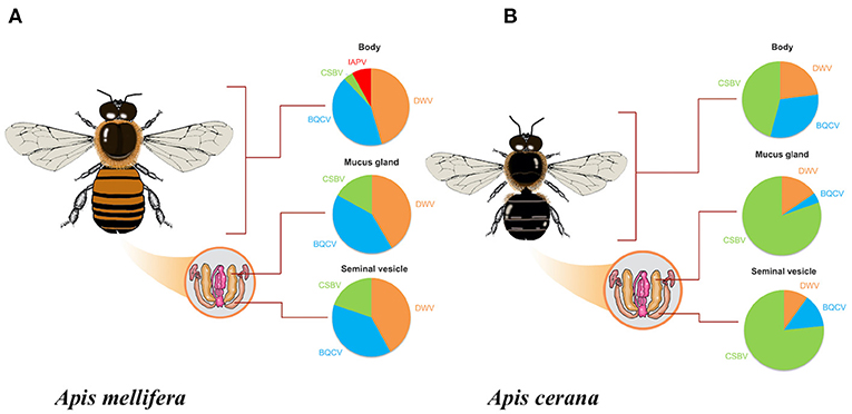 Frontiers  Differential Viral Distribution Patterns in Reproductive  Tissues of Apis mellifera and Apis cerana Drones