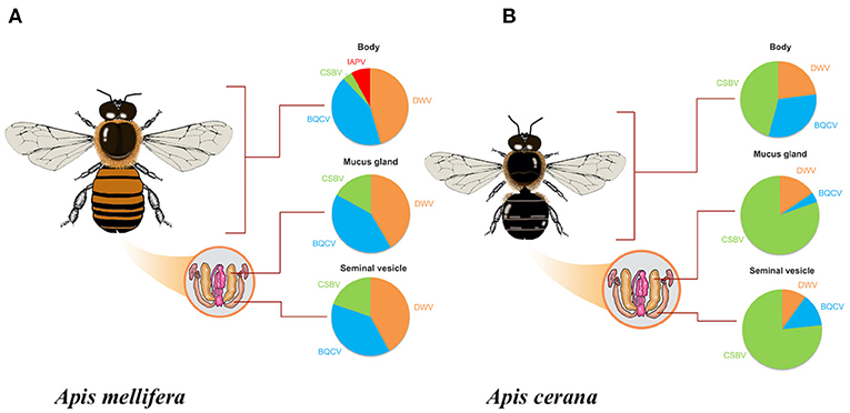 Castes Of Honey Bees – Honey Bee Research Centre