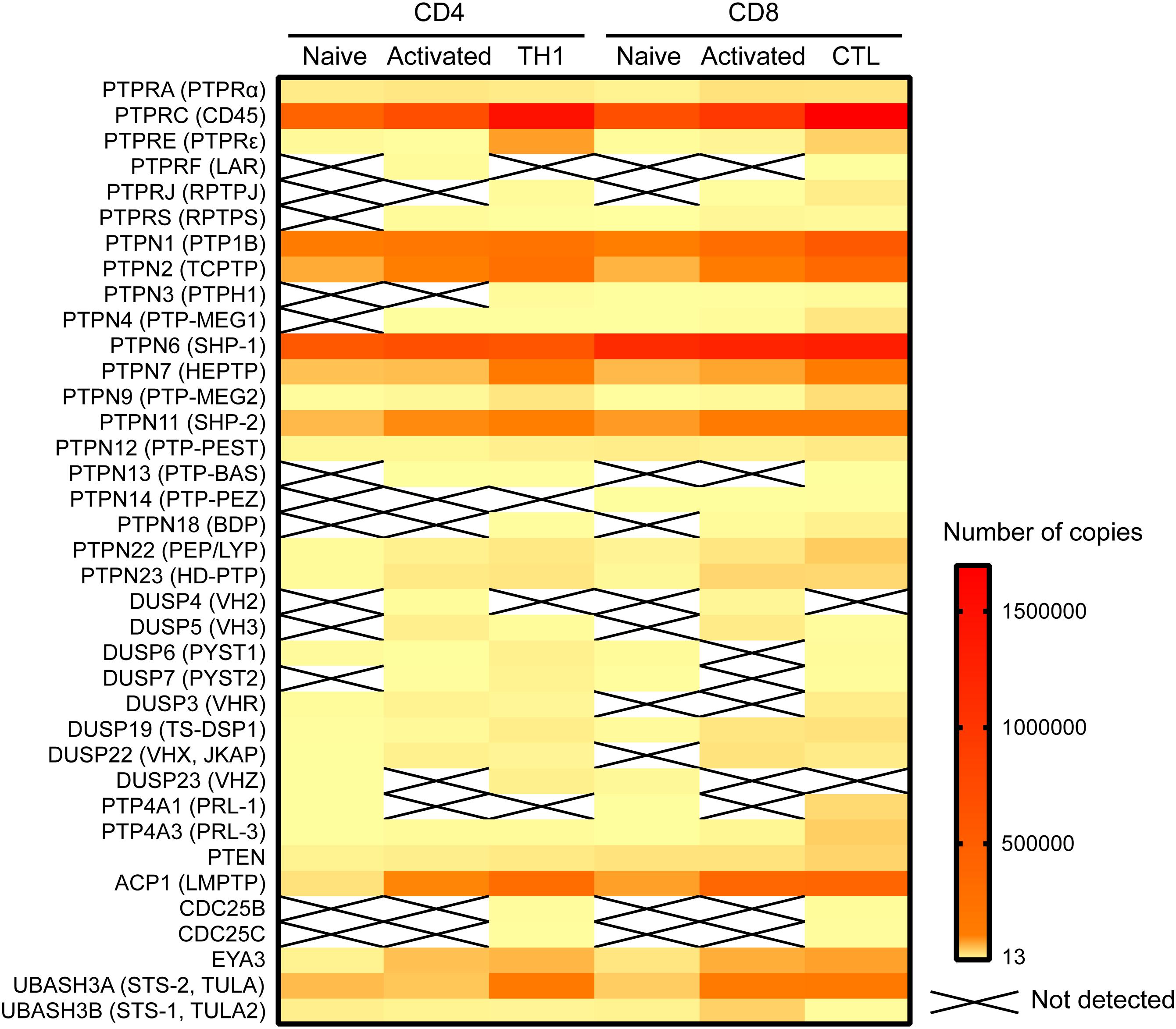 Frontiers | Modulation of TCR Signaling by Tyrosine Phosphatases 