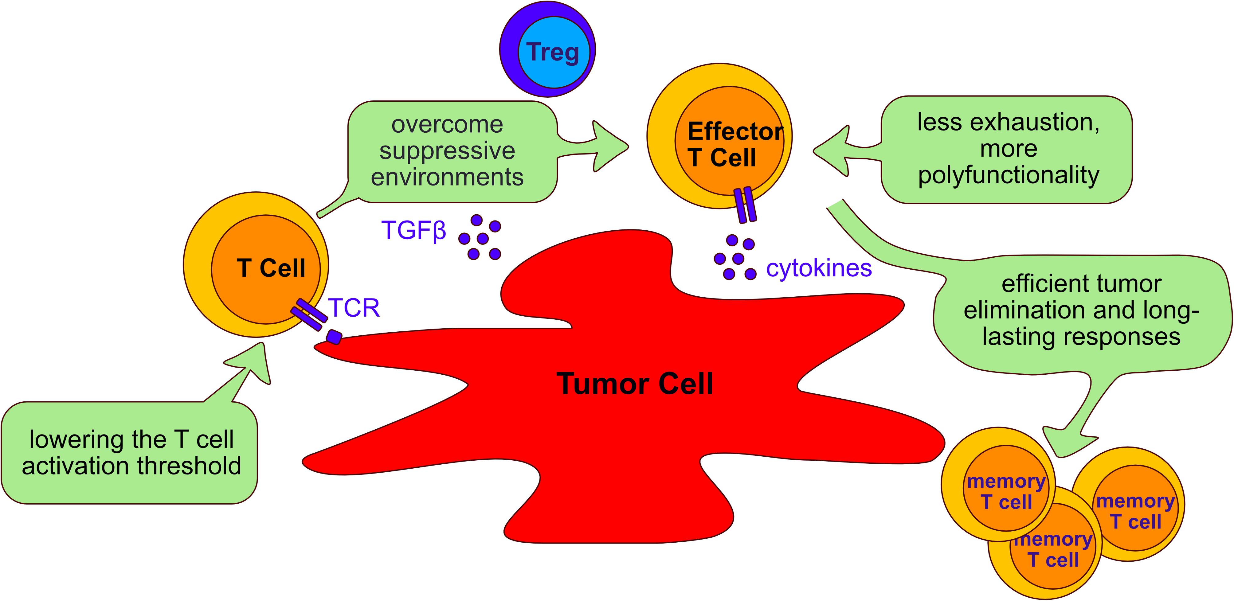 Frontiers | Modulation of TCR Signaling by Tyrosine Phosphatases 