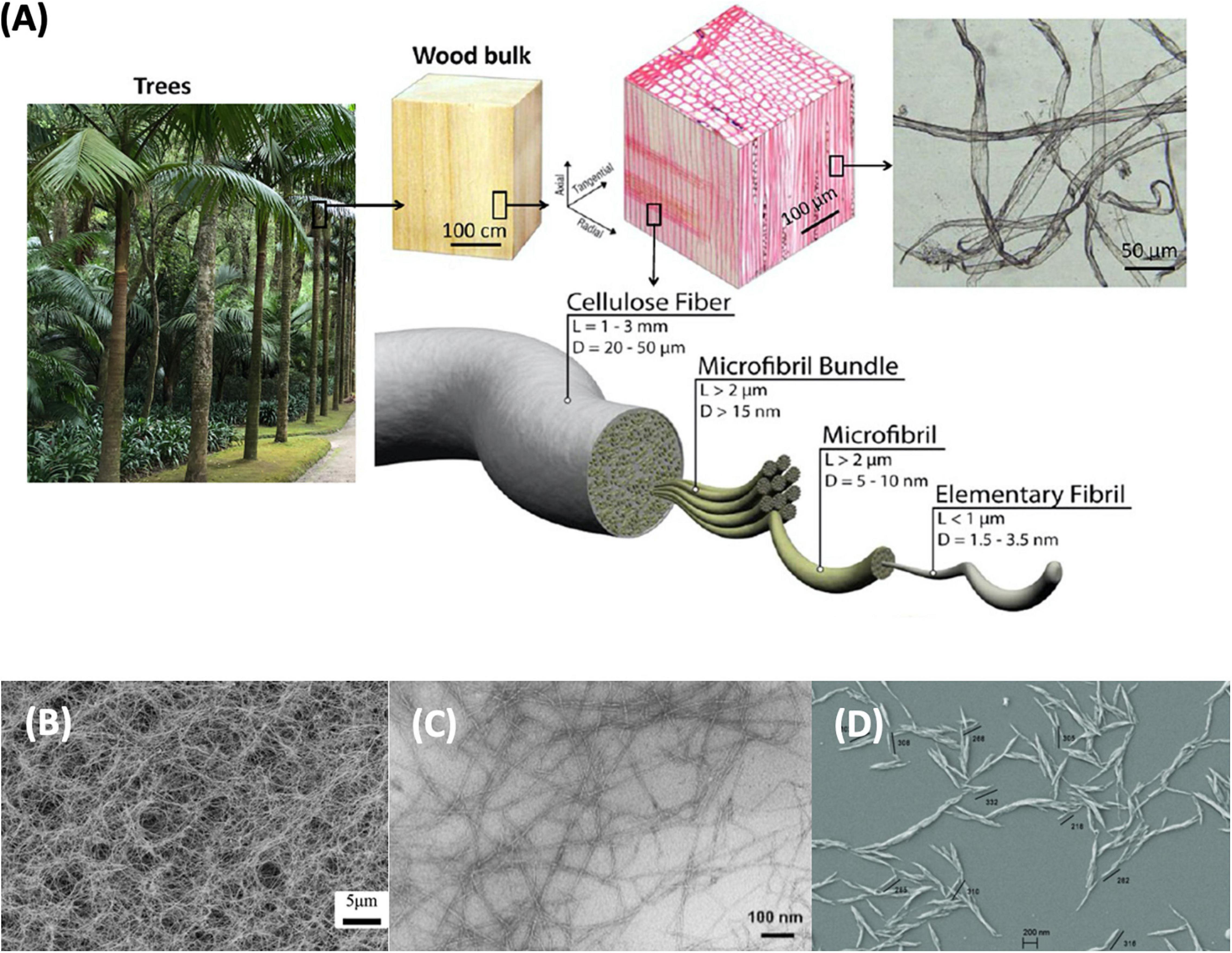 Frontiers  Trends on the Cellulose-Based Textiles: Raw Materials