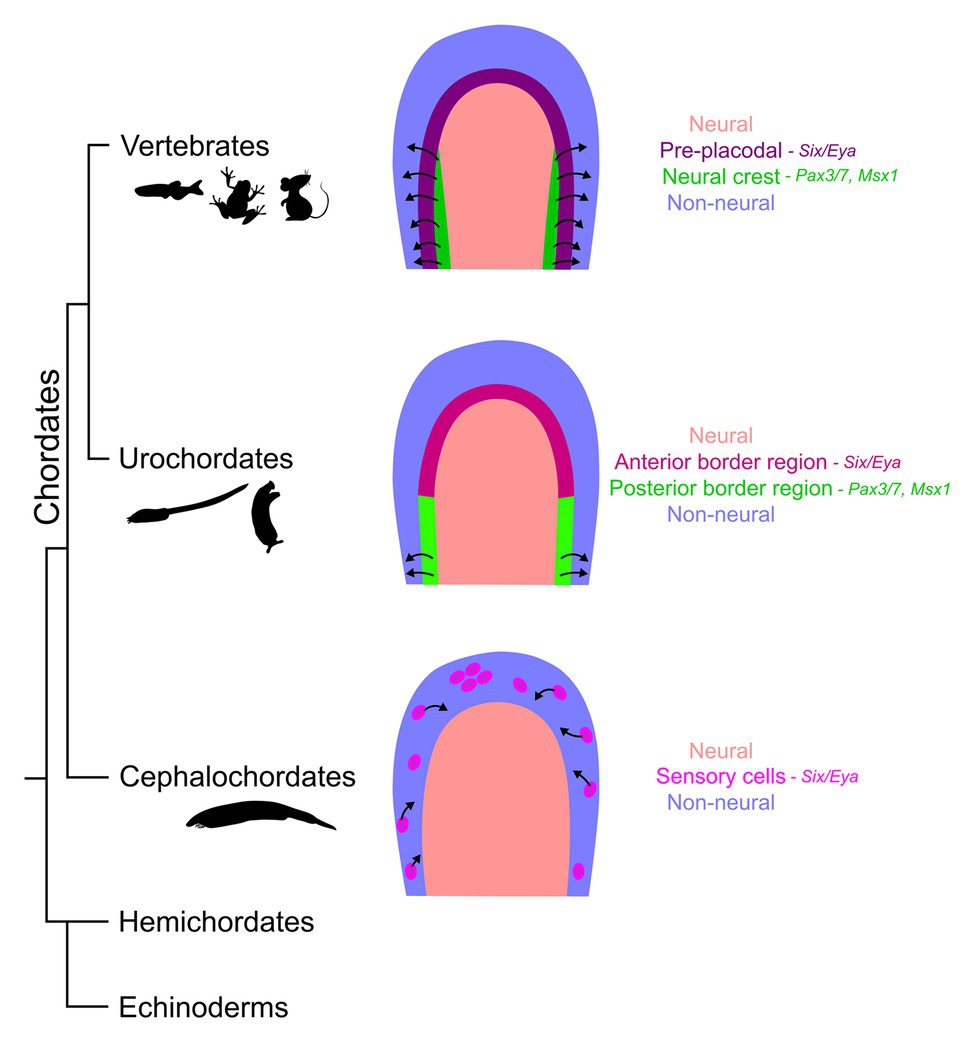 Frontiers  Pax3/7 regulates neural tube closure and patterning in