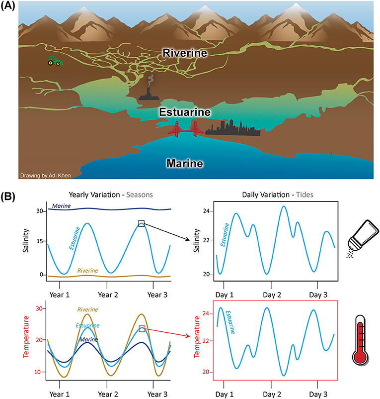 Figure 1 - The San Francisco Estuary.