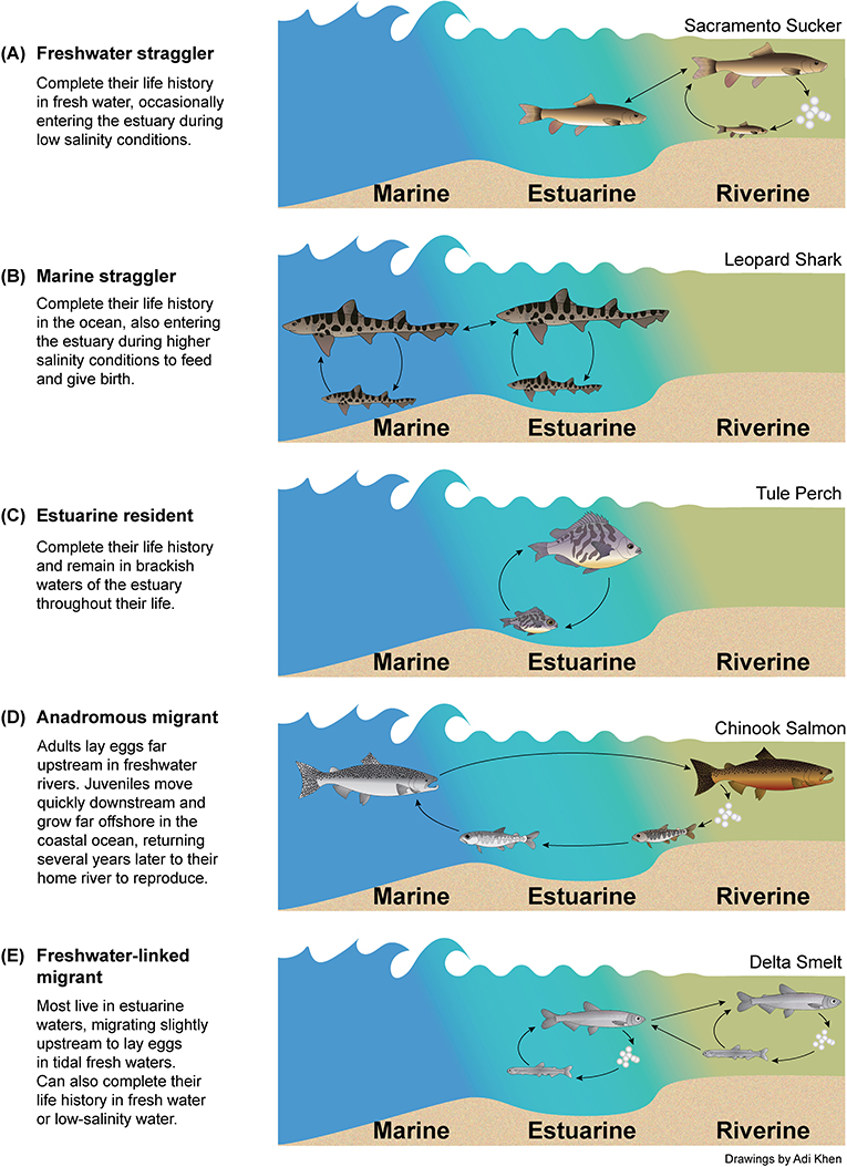 Figure 2 - Five examples of common life history strategies (A-E) that native fishes use in the San Francisco Estuary.