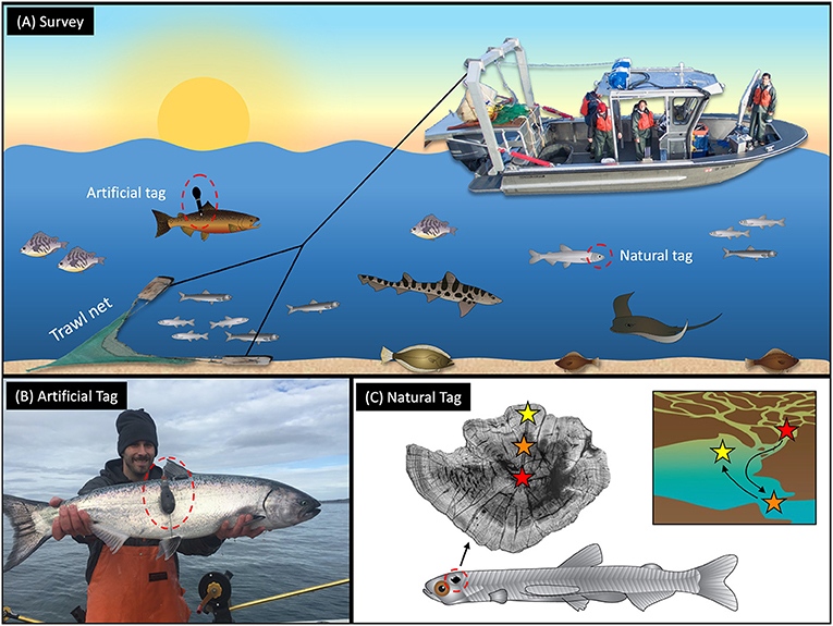 Figure 3 - Common methods for studying fish movements.