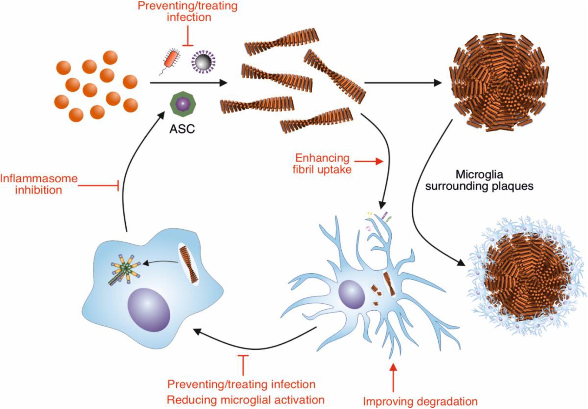 Frontiers Modulation Of B Amyloid Fibril Formation In Alzheimer S Disease By Microglia And Infection Molecular Neuroscience