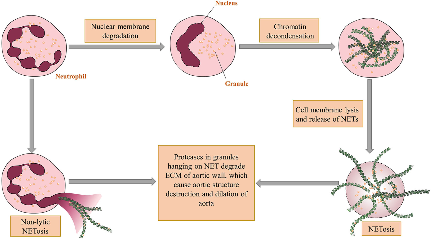 Frontiers | Abdominal Aortic Aneurysm: Roles of Inflammatory Cells