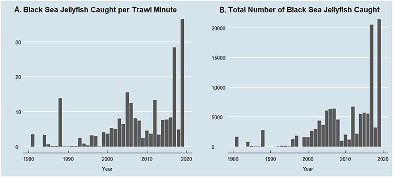 Figure 2 - (A) The number of Black Sea jellyfish caught per minute of trawling, in Suisun marsh.