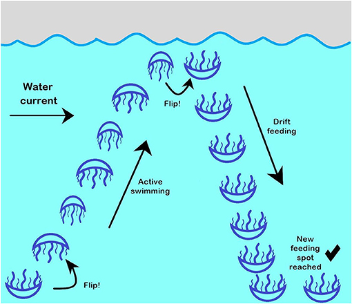 Figure 3 - Swimming behavior of a Black Sea jellyfish.