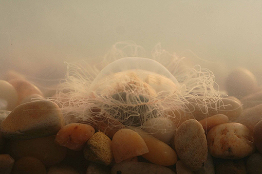 Figure 1 - A live Black Sea jellyfish resting on the bottom of a tank.
