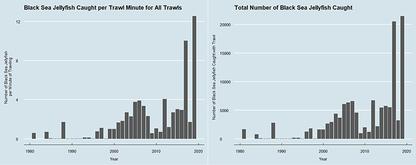 Figure 2 - (A) The number of Black Sea jellyfish caught per minute of trawling, in Suisun marsh.