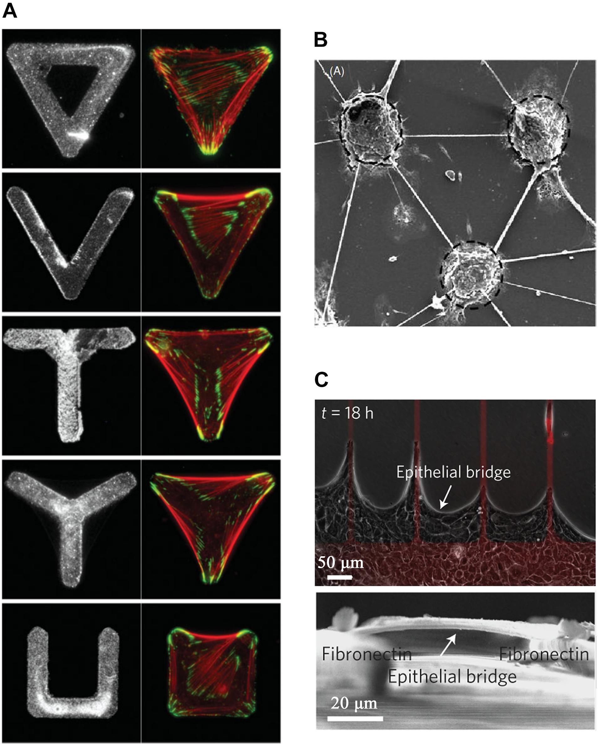 Frontiers The Research Advance of Cell Bridges in vitro