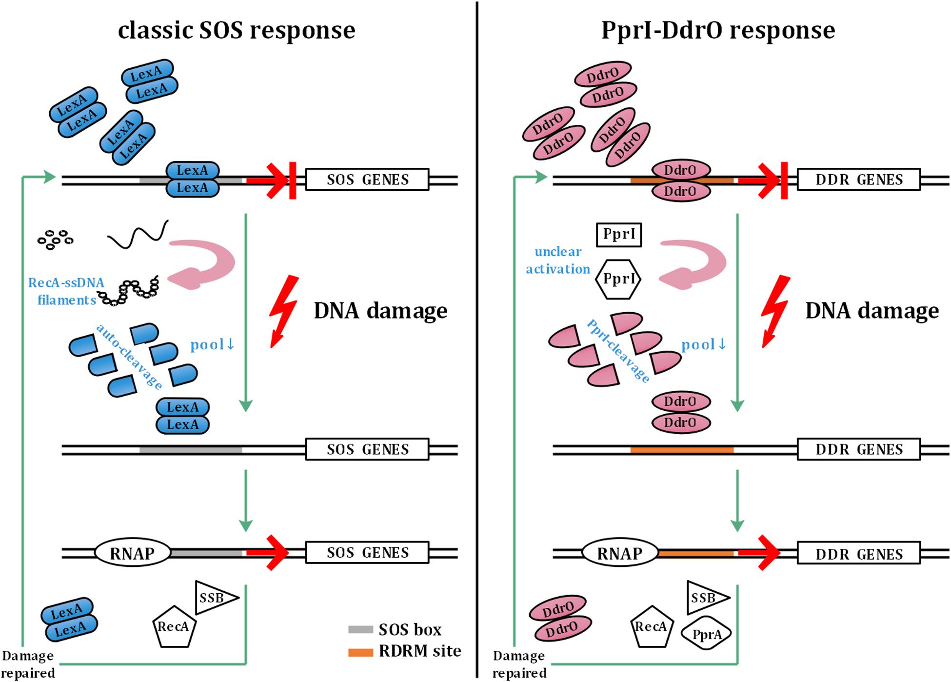 A new perspective on radiation resistance based on Deinococcus