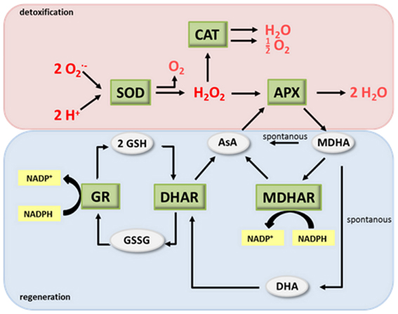 Frontiers  Nitric oxide, antioxidants and prooxidants in plant defence  responses