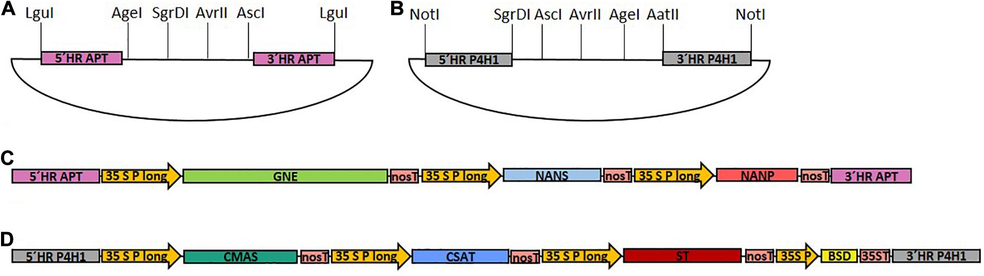 Frontiers Stable Protein Sialylation In Physcomitrella Plant Science