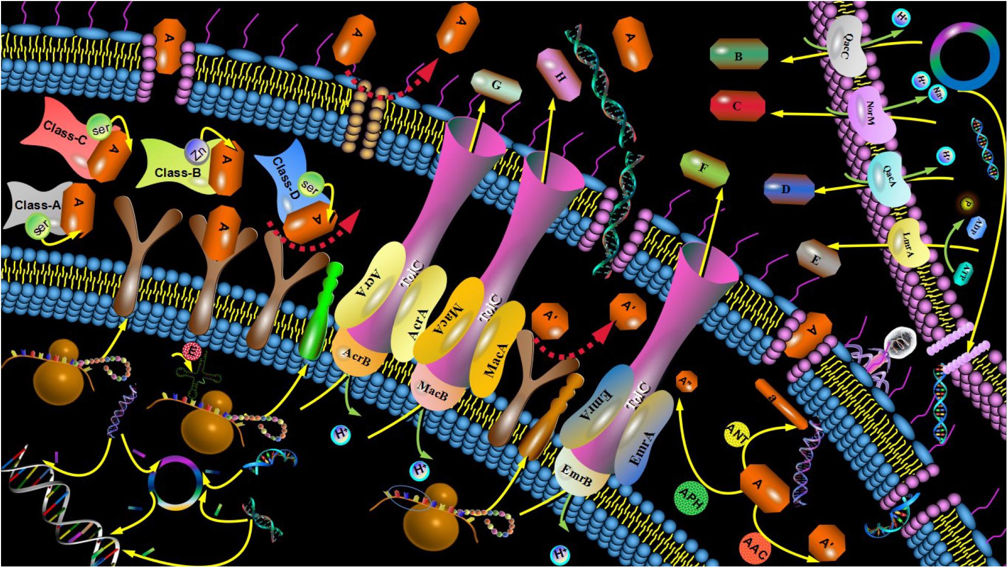 p.a. pbp3 inhibition