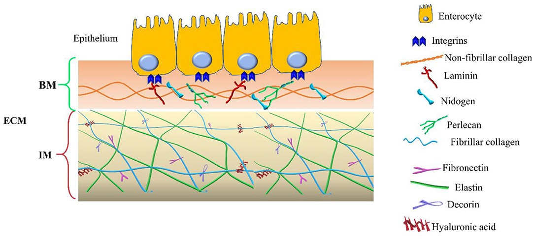 colagen tridimensional)