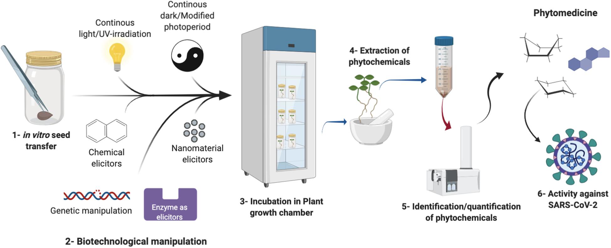 Frontiers Plant In Vitro Culture Technologies A Promise Into Factories Of Secondary Metabolites Against Covid 19 Plant Science