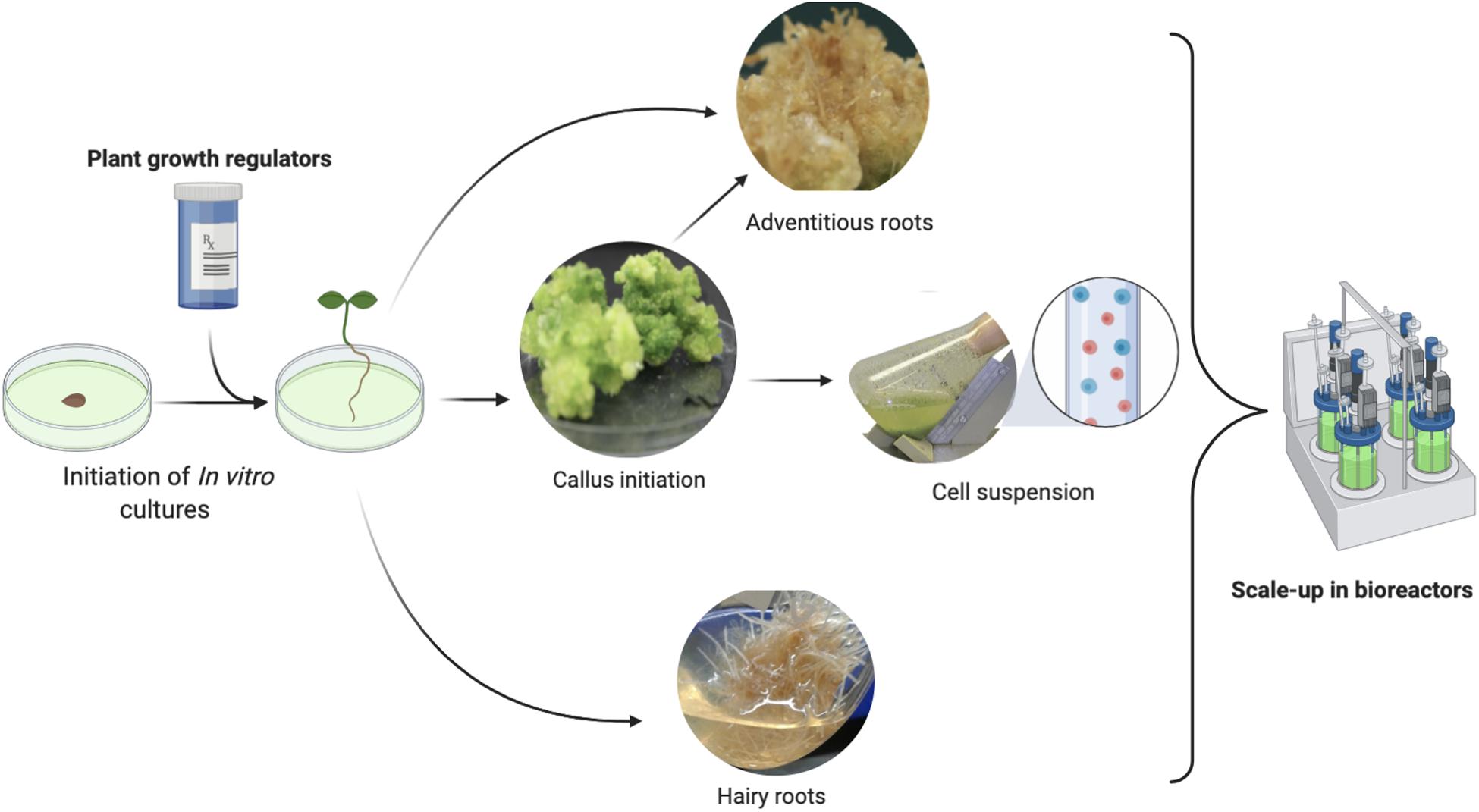 in vitro culture research paper