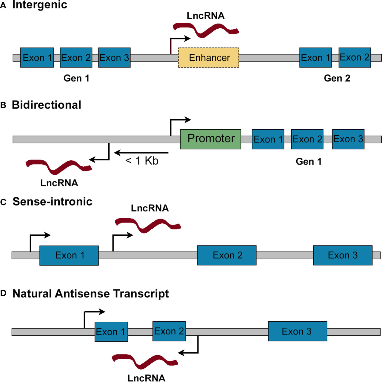 Frontiers Long Non Coding Rnas As Key Modulators Of Pancreatic B Cell Mass And Function Endocrinology