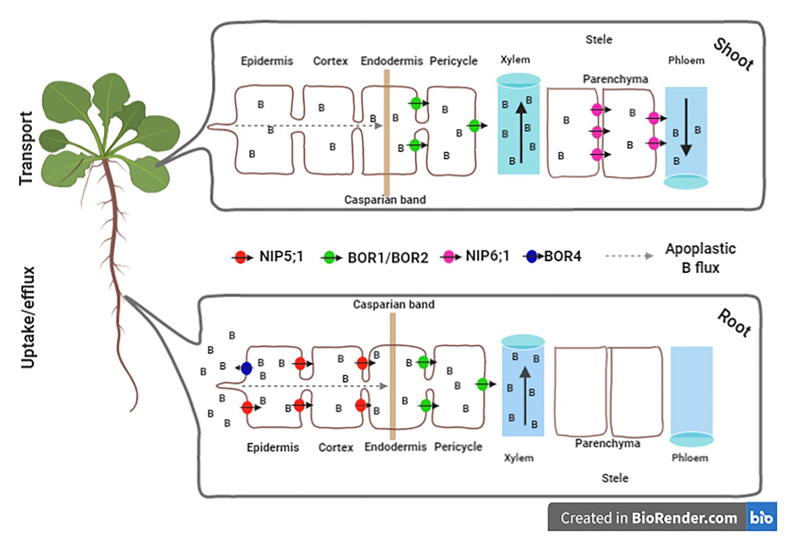 Frontiers | Boron: More Than an Essential Element for Land Plants?