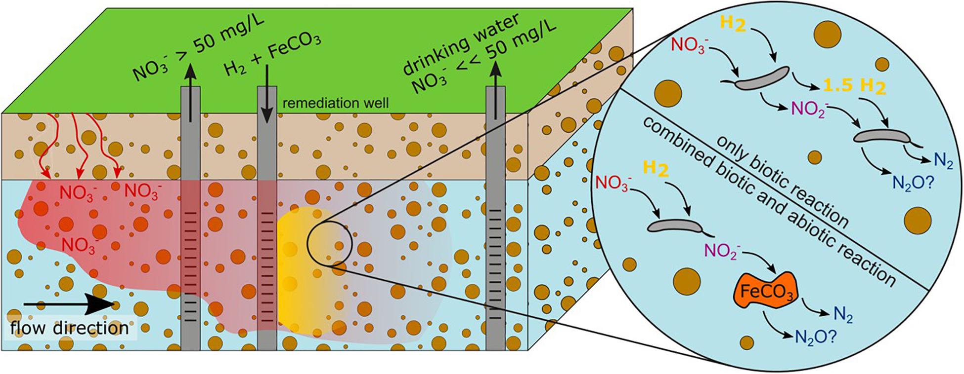 Frontiers Strategies To Overcome Intermediate Accumulation During In Situ Nitrate Remediation In Groundwater By Hydrogenotrophic Denitrification Microbiology