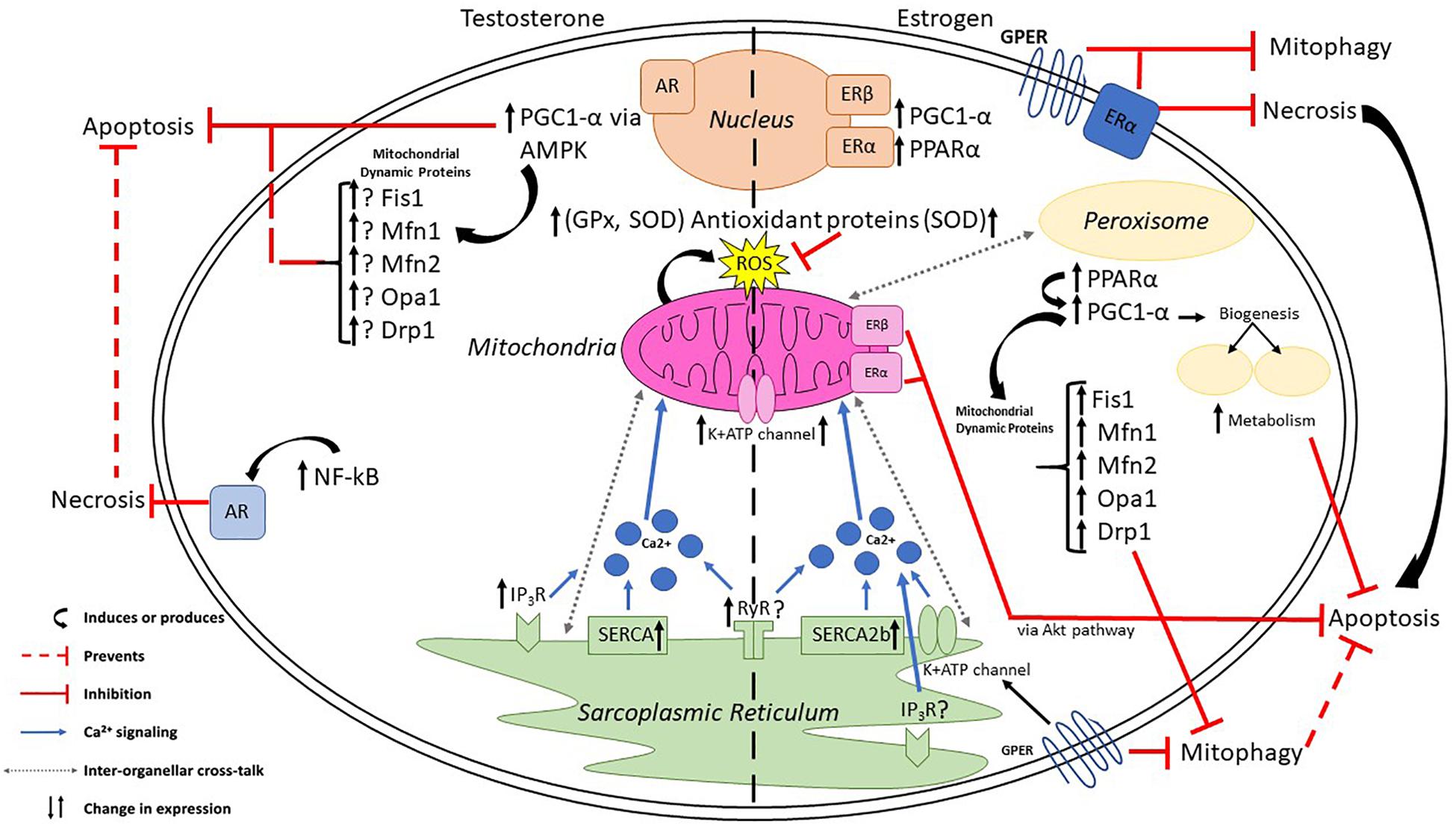 Frontiers Sex Hormone Regulation of Proteins Modulating Mitochondrial Metabolism, Dynamics and Inter-Organellar Cross Talk in Cardiovascular Disease