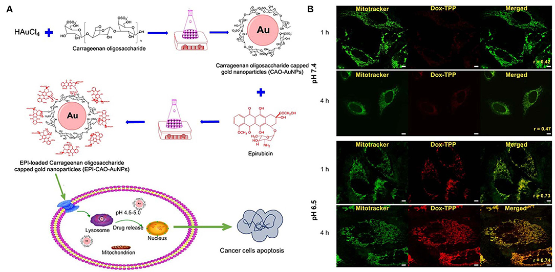 Frontiers Tumor Microenvironment Stimuli Responsive Nanoparticles For Anticancer Therapy