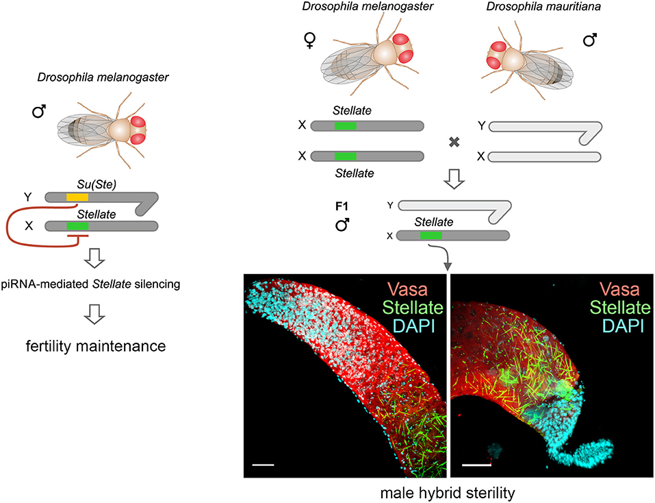 Frontiers Stellate Genes And The Pirna Pathway In Speciation And Reproductive Isolation Of