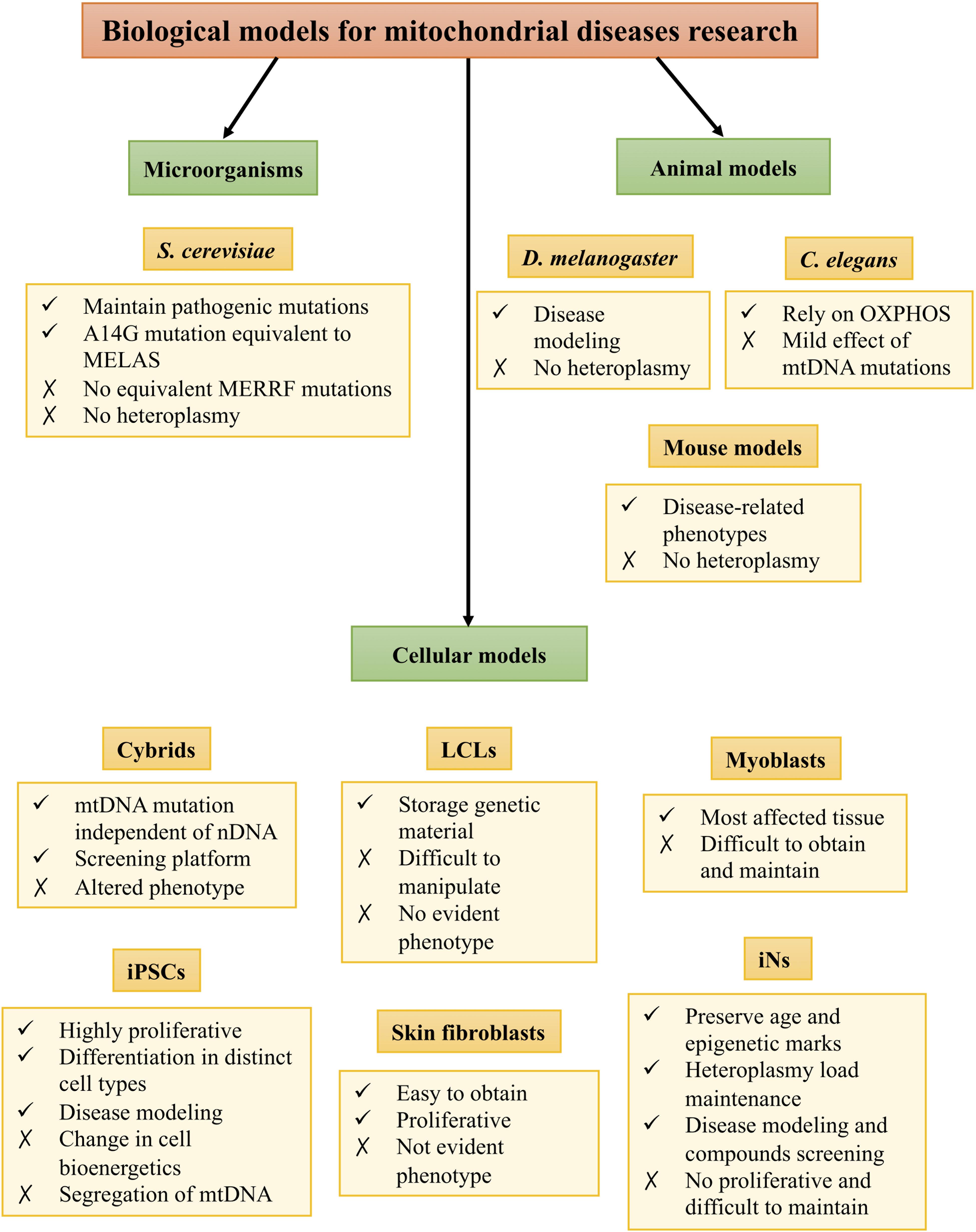 Mitochondrial Disease