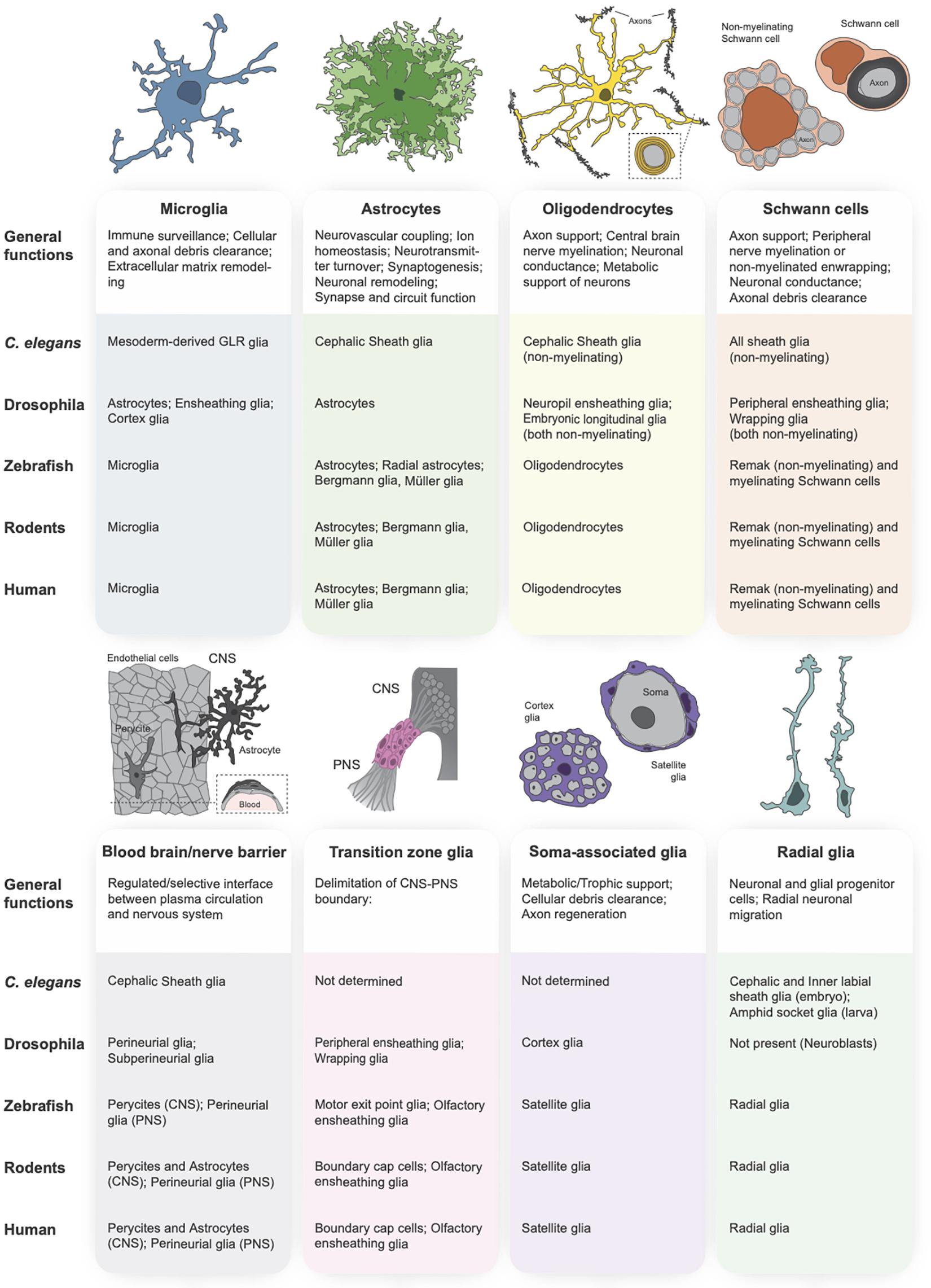 Glial Cells: Types and Functions