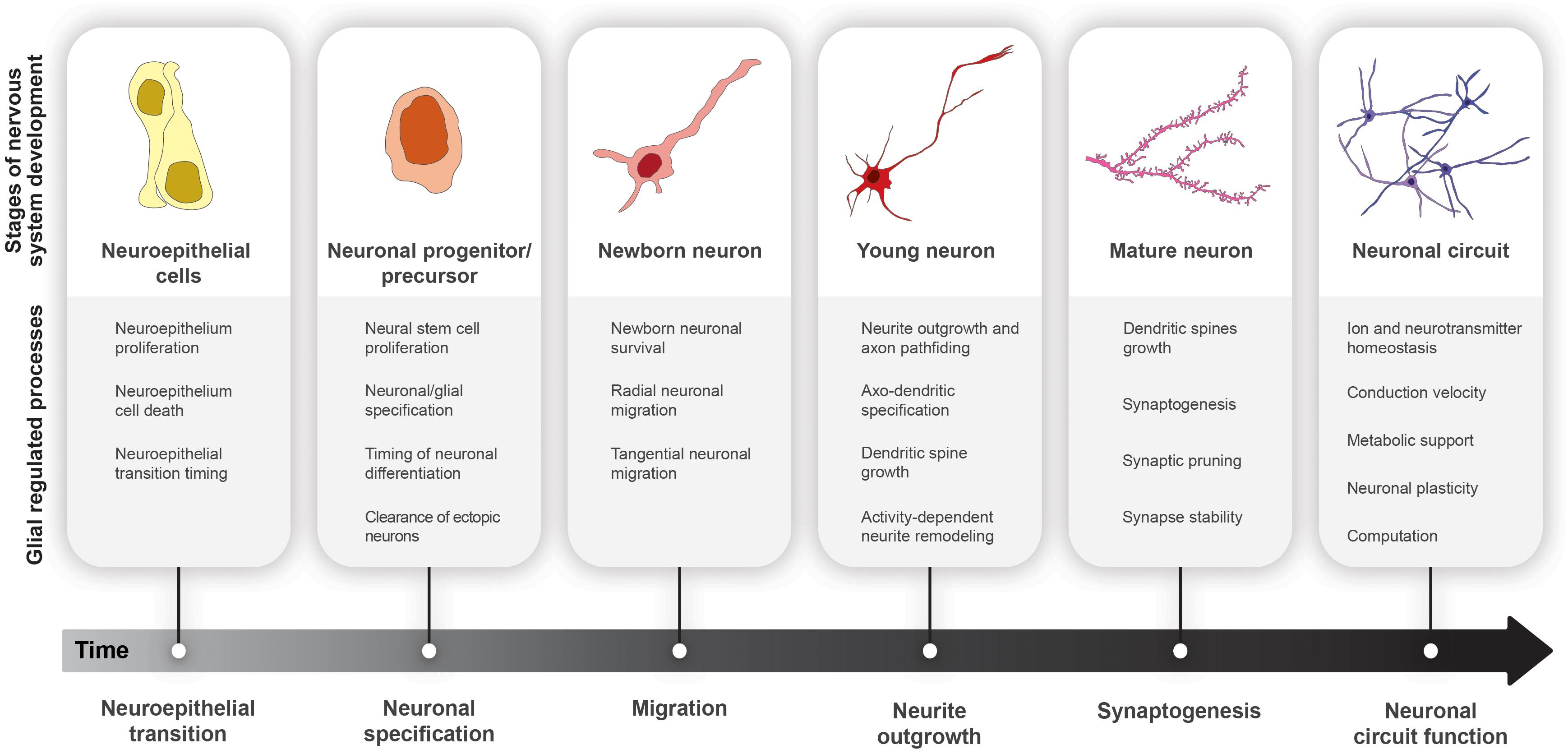 Frontiers | More Than Mortar: Glia as Architects of Nervous System