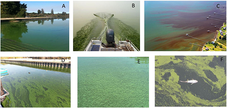 Figure 1 - (A) A Microcystis bloom in Pinto Lake, CA, USA turned the water bright green.