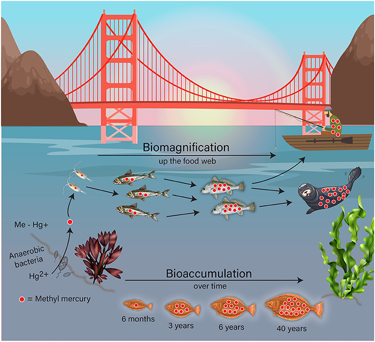 Figure 1 - Elemental mercury (Hg2+) is converted by anaerobic bacteria in sediments to methylmercury (Me - Hg+), which is absorbed by plants and small aquatic organisms.