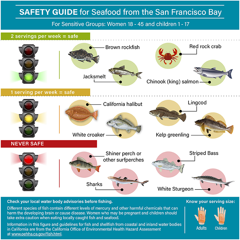 Toxic Meals for Seabirds and Seals: Monitoring Mercury in the San Francisco  Bay · Frontiers for Young Minds