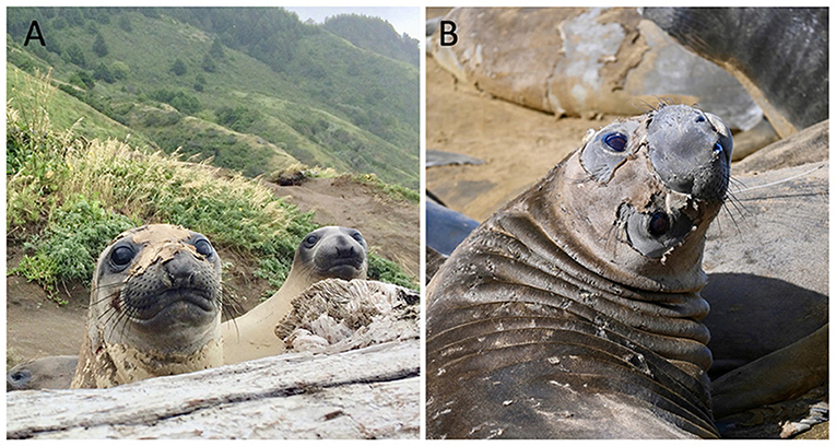 Figure 3 - These photos show the elephant seal catastrophic molt.