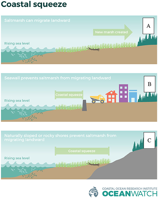 Figure 3 - (A) Normally, as sea level rises, wetlands naturally progress higher onto the surrounding shore.