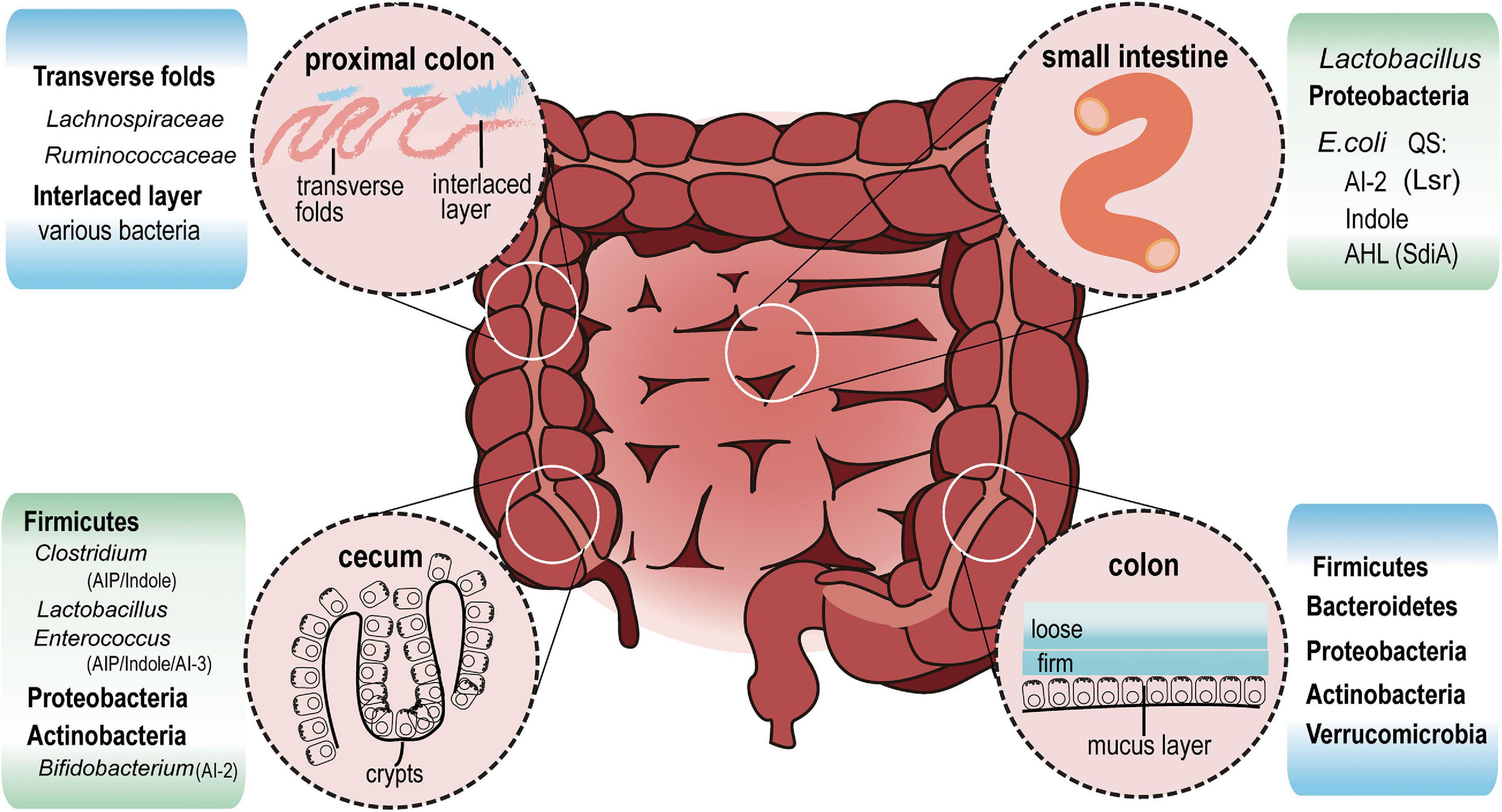 Frontiers | Bacterial Quorum-Sensing Systems and Their Role in ...