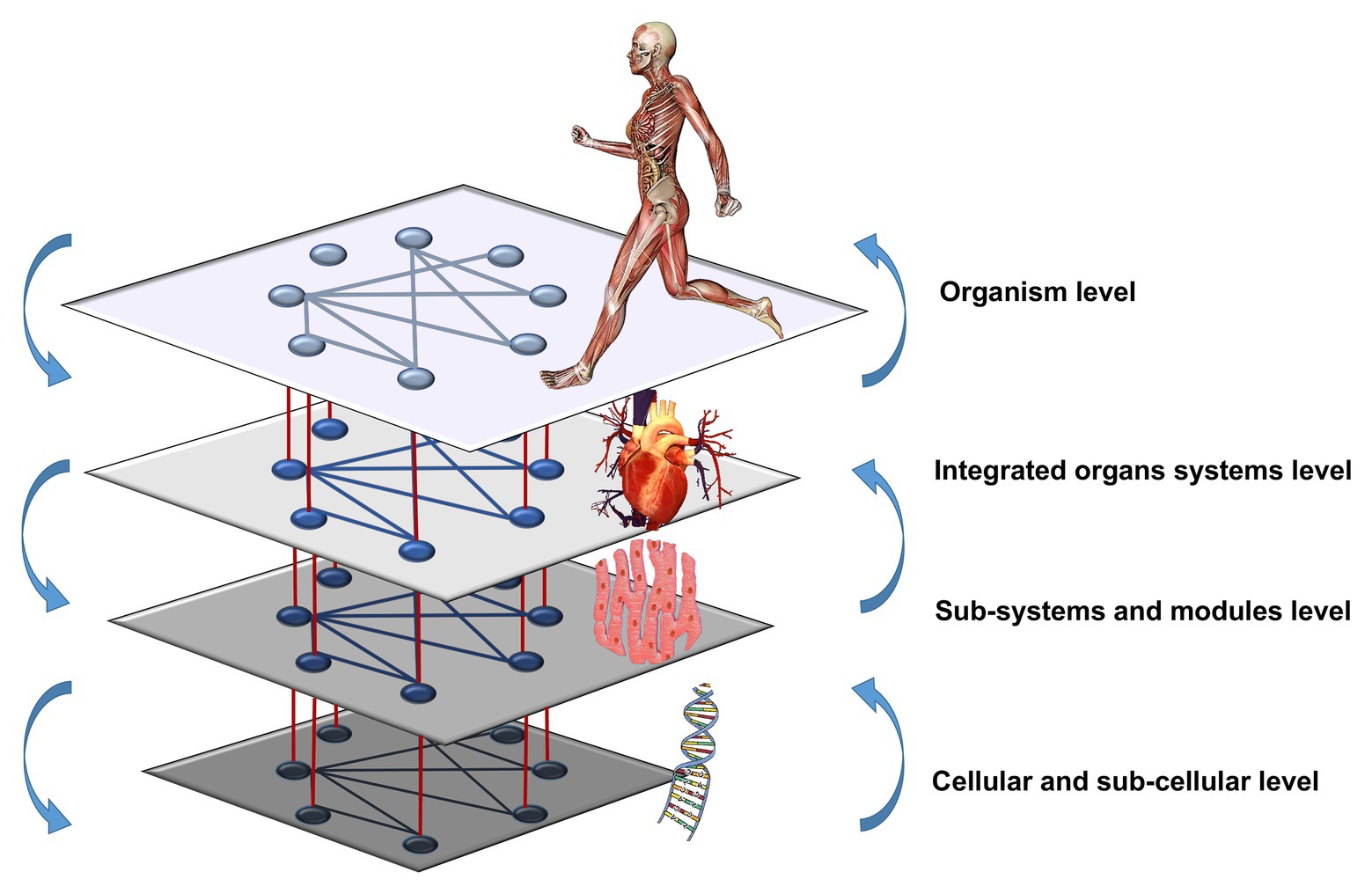 exercise physiology research topics