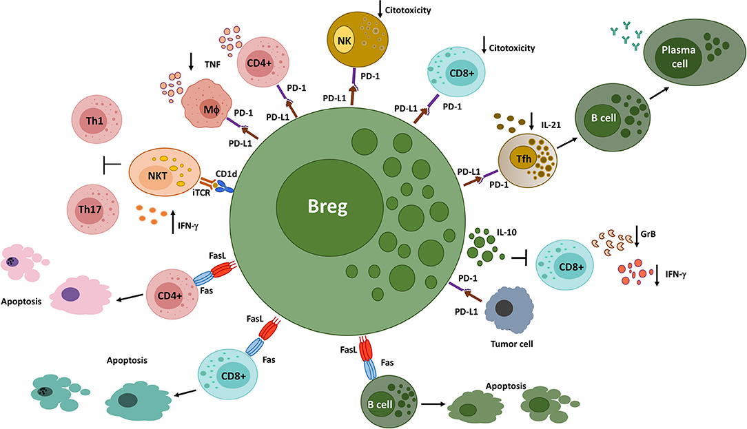 Frontiers | Immunosuppressive Mechanisms of Regulatory B Cells