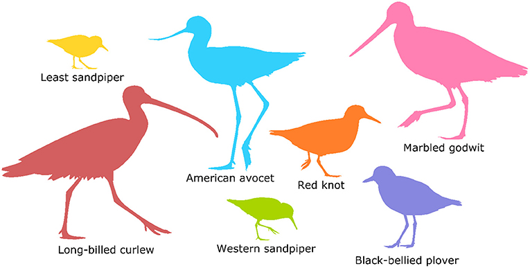 Figure 1 - Outlines of seven different shorebird species, showing differences in their sizes and shapes.