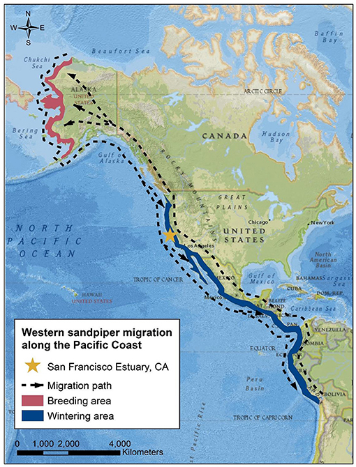 Figure 2 - A map of western sandpiper migration between their breeding areas in the Arctic and their wintering areas along the Pacific coast of North and South America.
