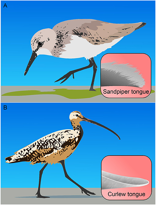 Figure 3 - (A) A small shorebird, the western sandpiper, and a magnified image of the tip of a sandpiper’s tongue, showing bristles that help the bird scrape biofilm off the mud.
