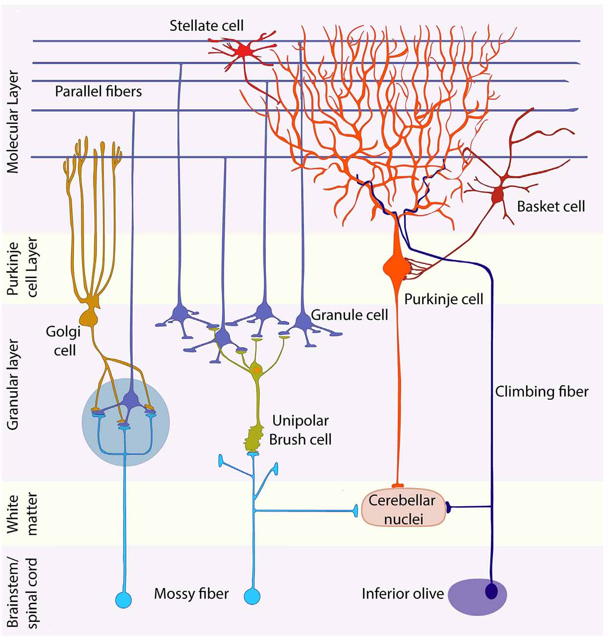 Frontiers | Origins, Development, and Compartmentation of the Granule Cells  of the Cerebellum