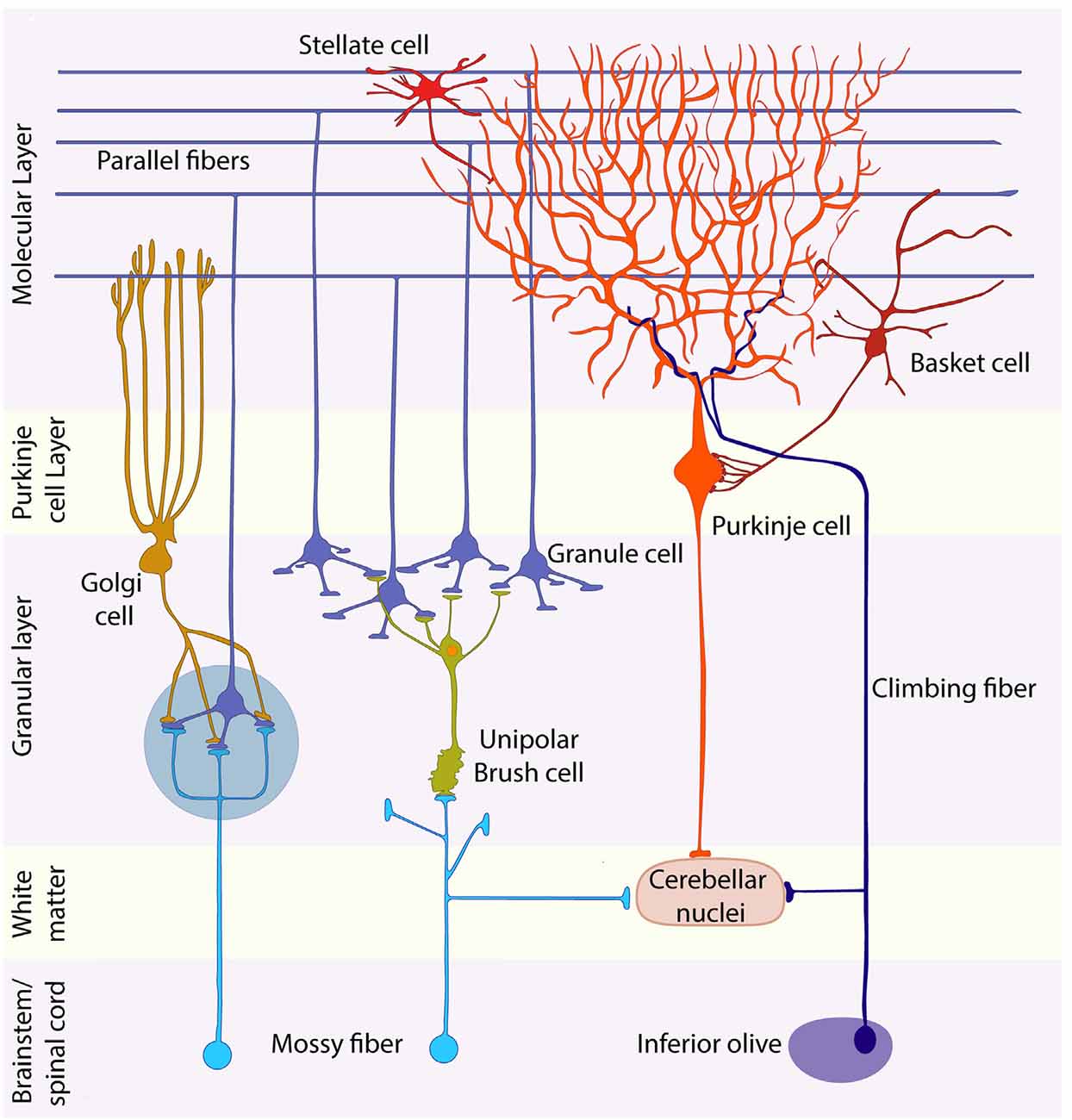 Purkinje Fibers Cerebellum