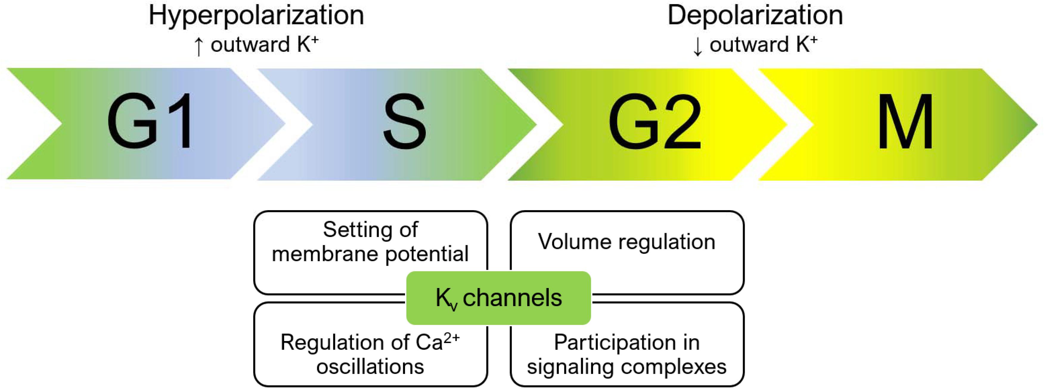 Frontiers Voltage Gated Potassium Channels As Regulators Of Cell Death Cell And Developmental Biology