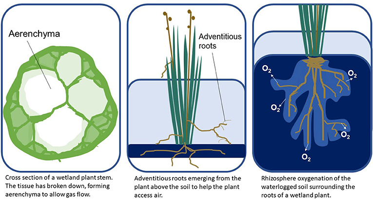 Figure 1 - Wetland plants use several adaptations to respond to flooding stress, including air pockets called aerenchyma, special roots above the soil called adventitious roots, and structures that release oxygen into the soil around the roots (Image credit: IAN Image Library, 2020).